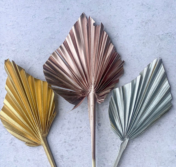 Dried Flower Palm spear - pack of 3